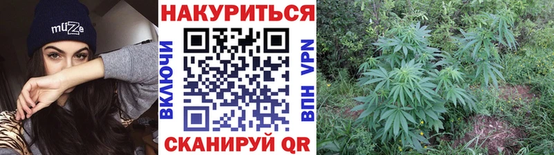 где купить наркоту  Кыштым  Шишки марихуана сатива 